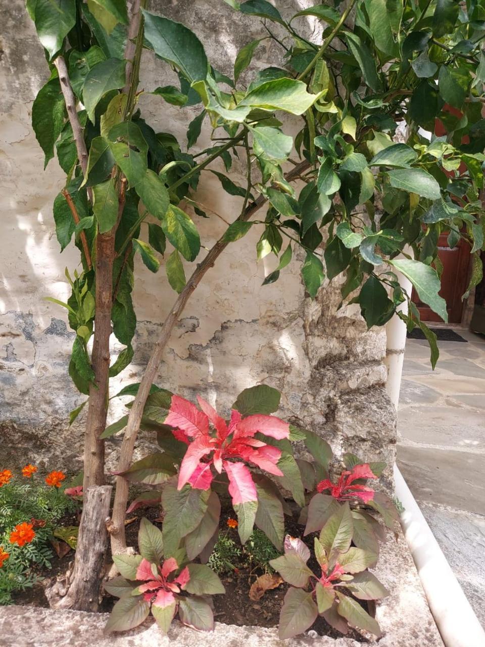 Traditional House Shapllo Gjirokastër Dış mekan fotoğraf